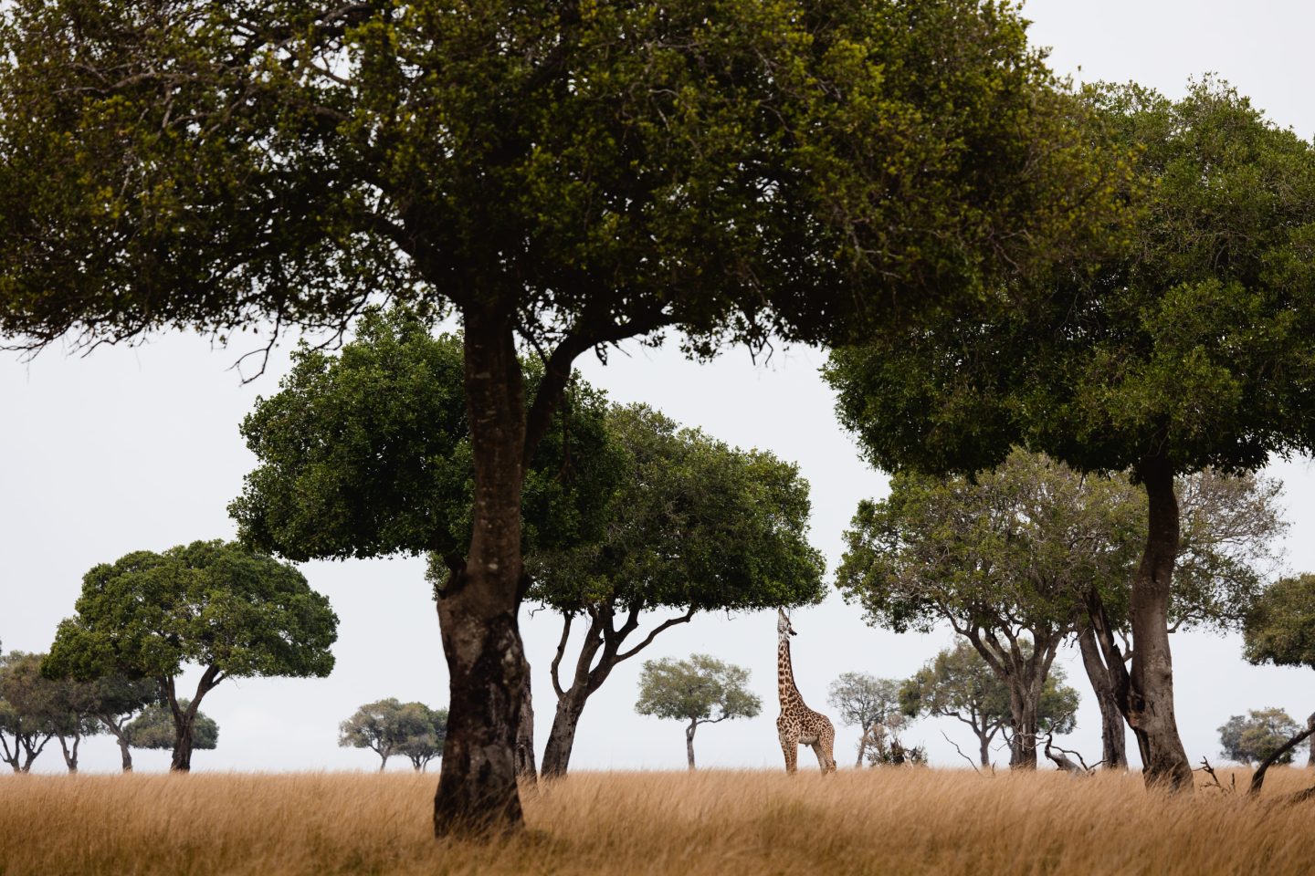 A broad acacia standing alone on open grassland