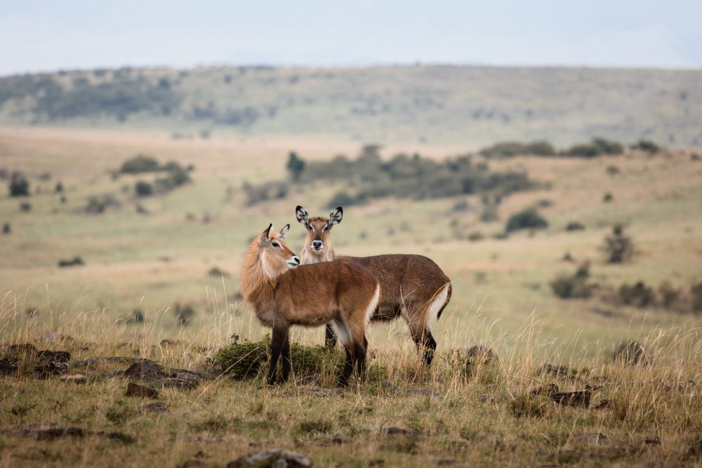 Antelope grazing on open plains with scattered scrub behind