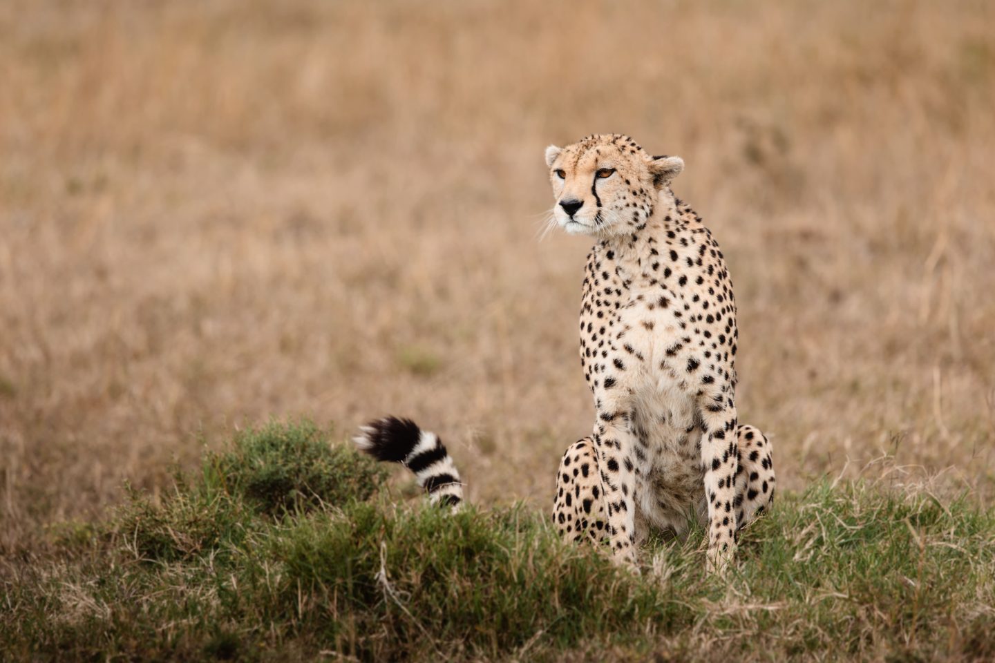 A cheetah walking through dry grassland in early light