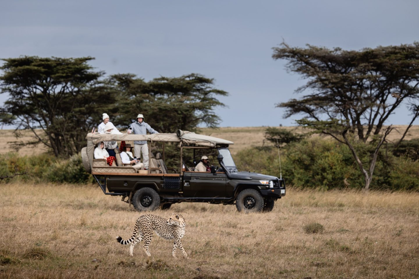 Guests in an open safari vehicle pausing among trees
