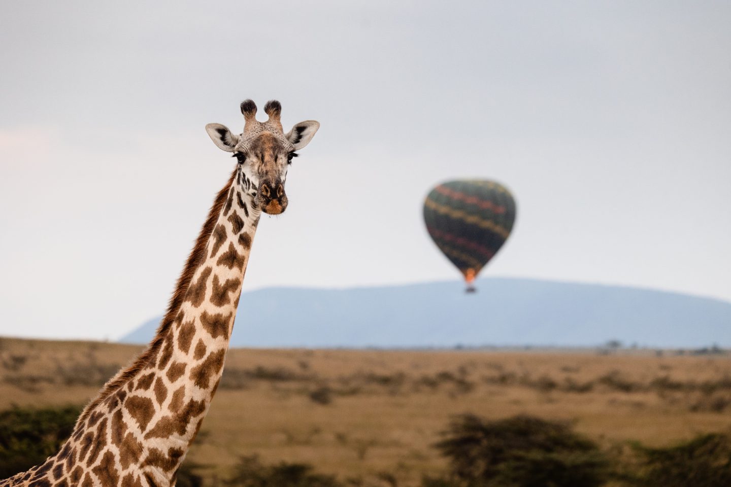 A giraffe in the foreground with a hot air balloon rising behind it