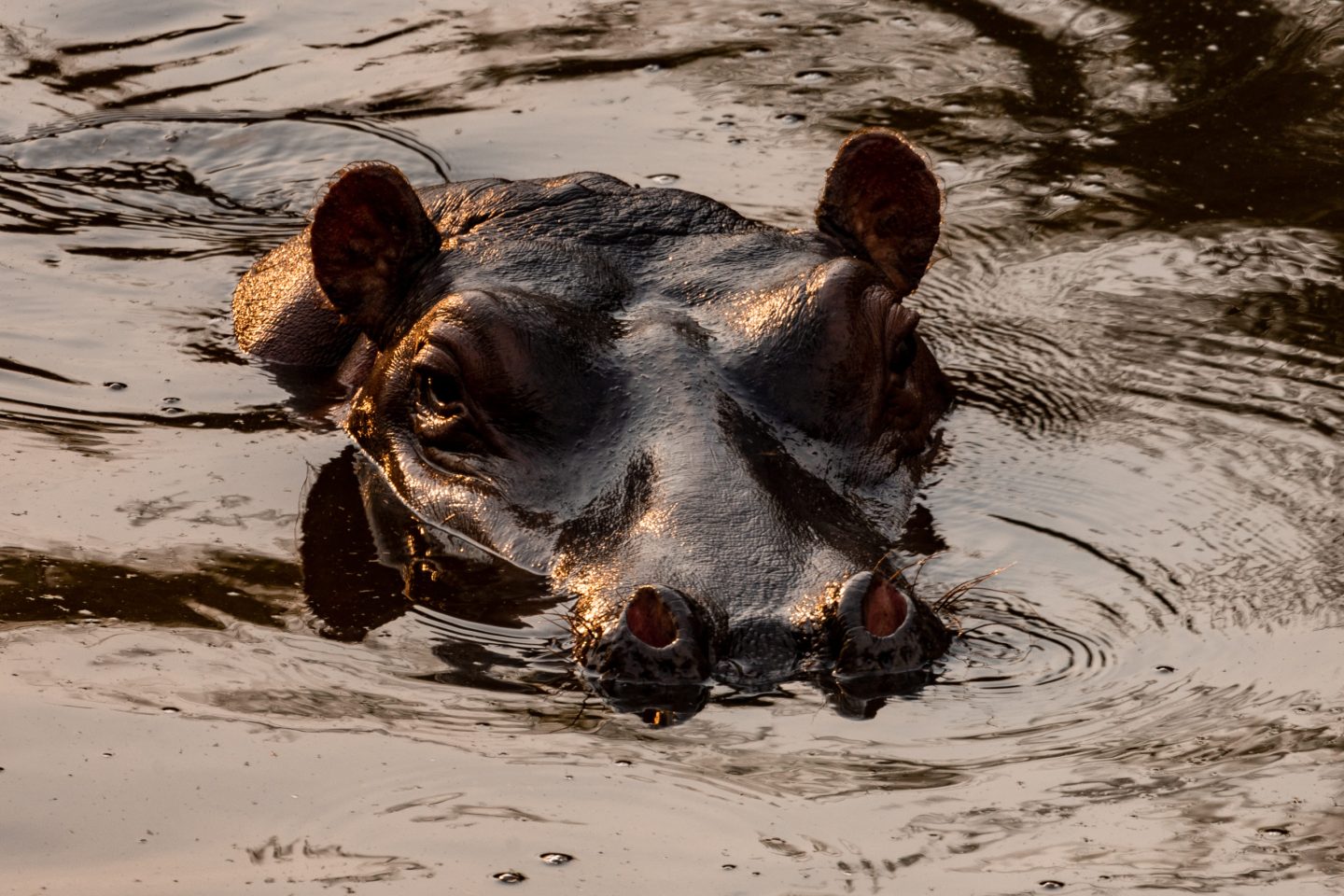 A hippo half submerged in a muddy pool