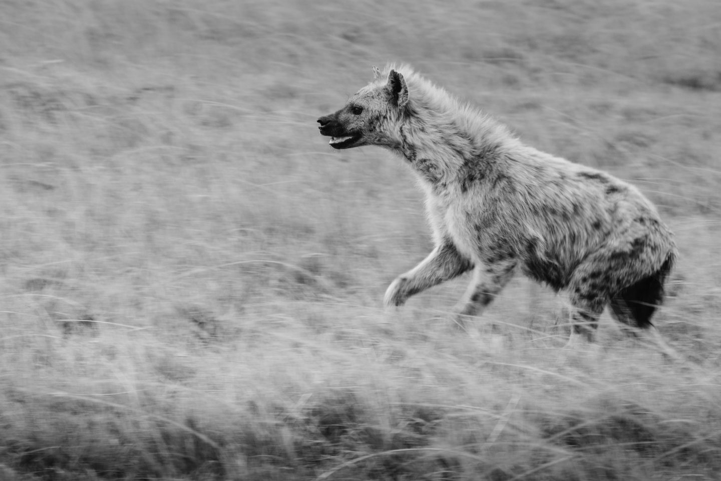 A spotted hyena crossing open ground, photographed in black and white