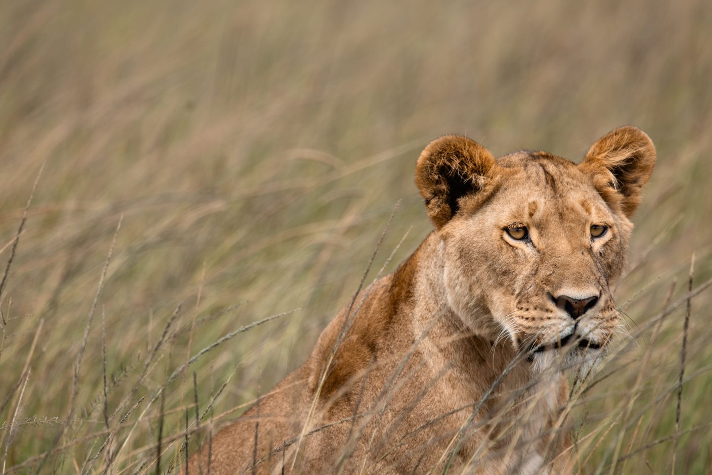 A lioness resting in long grass, looking directly at the camera