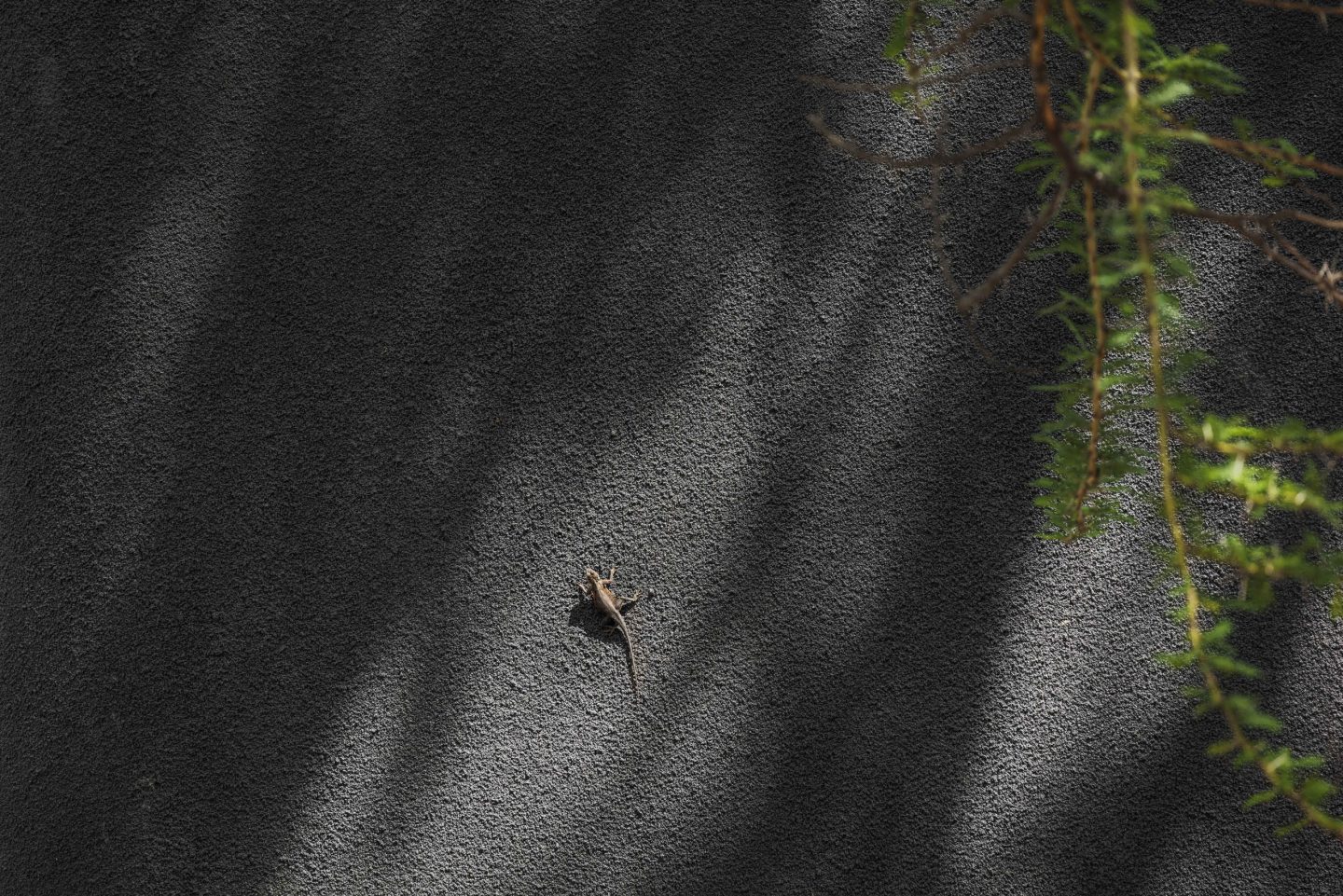 A dark rock face with vegetation growing down its seams