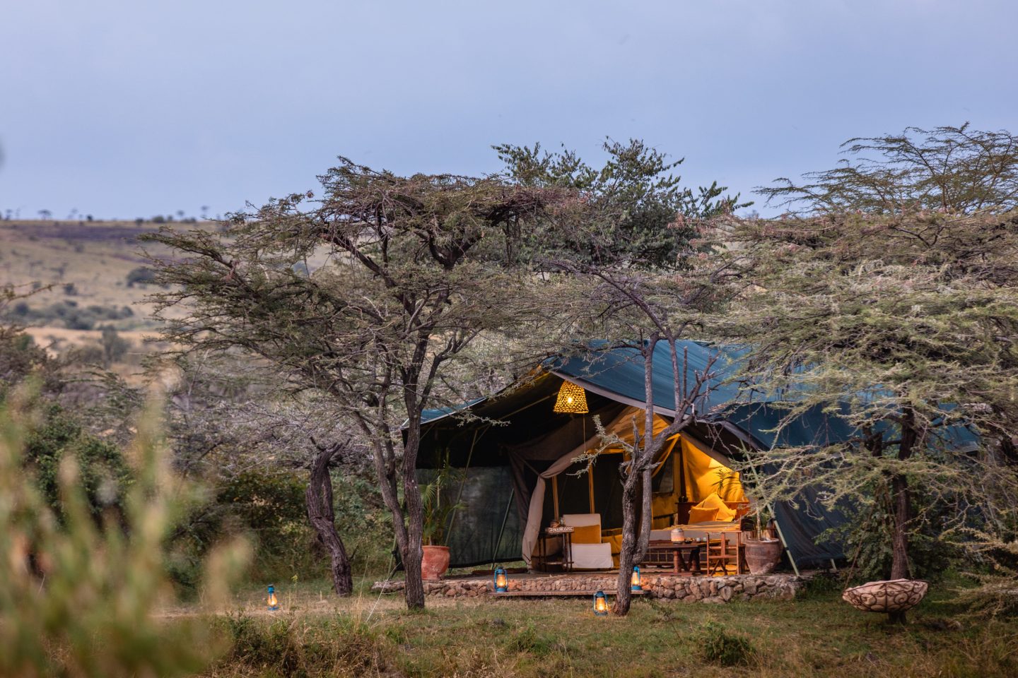 A single safari tent among low trees at dusk