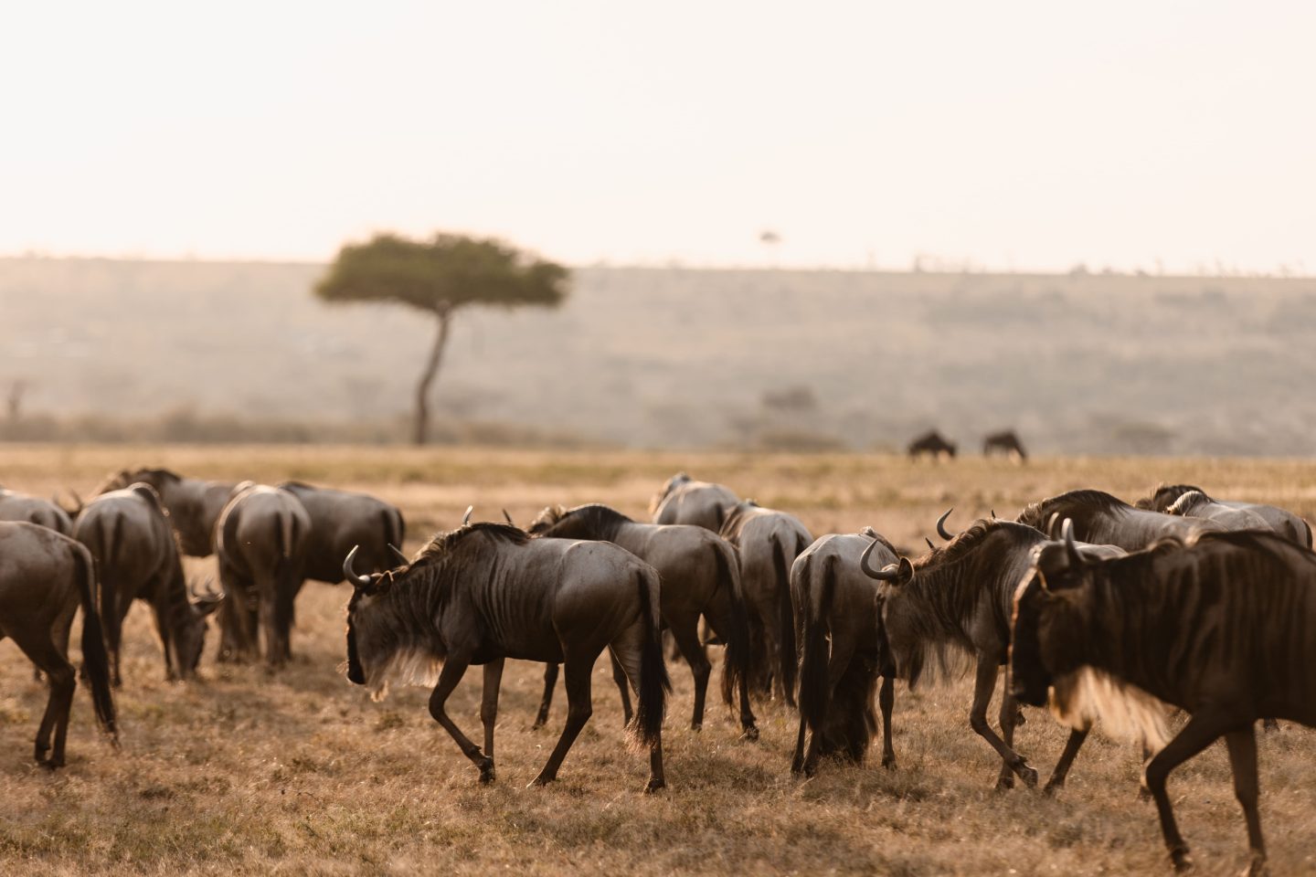 A wildebeest herd moving through raised dust under acacia trees
